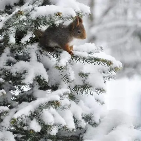 говерлянка * Vorokhta