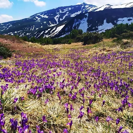 говерлянка *