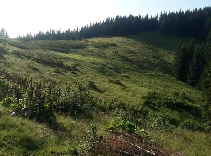 говерлянка * Worochta